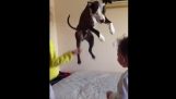 En hund ønsker at spille som børn