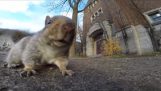 The squirrel stole the camera
