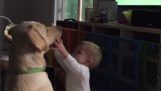 Il cane rifiuta di giocare con il bambino