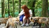 Село лисиць в Японії