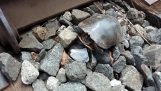 Opslaan van de schildpad