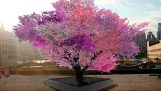 Дерево з 40 видами плодів