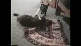 Кученце срещу котката крадец