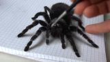 Eine Spinne in 3D Malerei