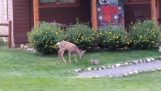 Un pequeño ciervo y una liebre juegan juntos