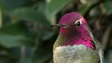 Anna Hummingbird aripi