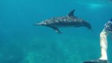 Delfin ønsker at imponere turister