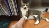 Gato vs masajeador