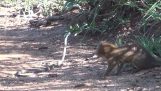 Mongoose vs svart Mampas