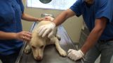 Een hond wordt gered en giatreyetai van ernstige verwondingen
