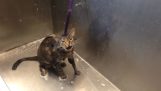 Le chat dit “Aucun” Pendant son bain