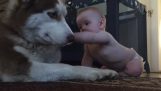 O Husky adora o bebê