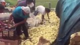 Tusindvis af baby kyllinger på vej, efter bilulykke