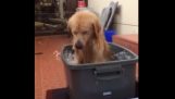 Een zeer gelukkige hond een bad nemen