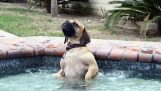 Der Hund im Whirlpool
