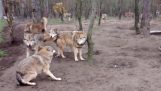 Svorka vlkov útoky vlk “Omega”