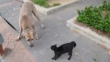 Cat protects her first from a dog