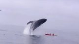 Гърбав кит се пада на каяк