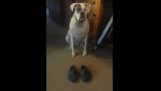 The dog with slippers