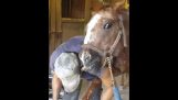 A ló szereti a patkolókovács