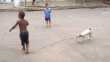 Hunden spiller med sine venner