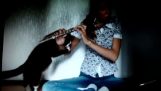 Il gatto odia il flauto