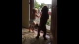 Ребенок и собака рады, когда папа возвращается домой