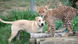 Леопард и кучето ginotnai най-добрите приятели