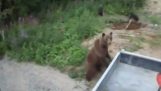 Horrific attack by a bear