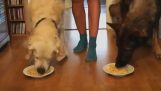 שני כלבים אוכלים תחרות
