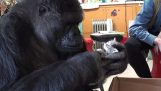 Koko Gorilla syntanta lite kattunger
