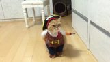 समुद्री डाकू बिल्ली