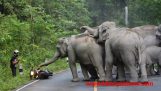 Herde von Elefanten anzugreifen ein Motorradfahrer