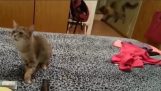 Beängstigende Katze Niesen