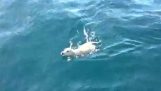 Den utrolige redde en hvalp, der blev tabt på havet