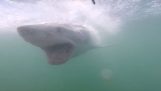 Forferdelige angrepet av en hvit hai bur dykking