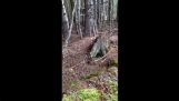 Skoven, der indånder