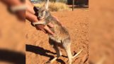 Een kleine Kangaroo vereist knuffels