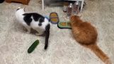 Котки и ужасяващи краставици