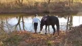 الحصان الذي كان يخاف من الماء