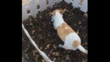 Een hond begraaft de dode puppy's