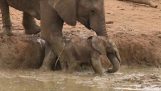 Segít az állományból, menteni az elefántok