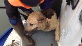 Rescue en hund fanget i frosne flod