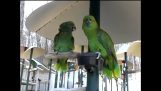 Two parrots bicker like married