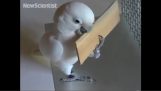 Parrot learns to make and use tools