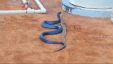 Mavi yılan vs çıngıraklı yılan