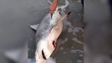 Ele salvou três tubarões recém-nascido na praia