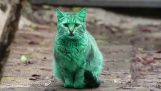 The green cat in Bulgaria
