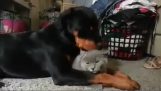 Rottweiler iubeşte pisică