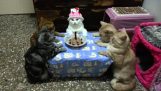 Gatos na festa de aniversário